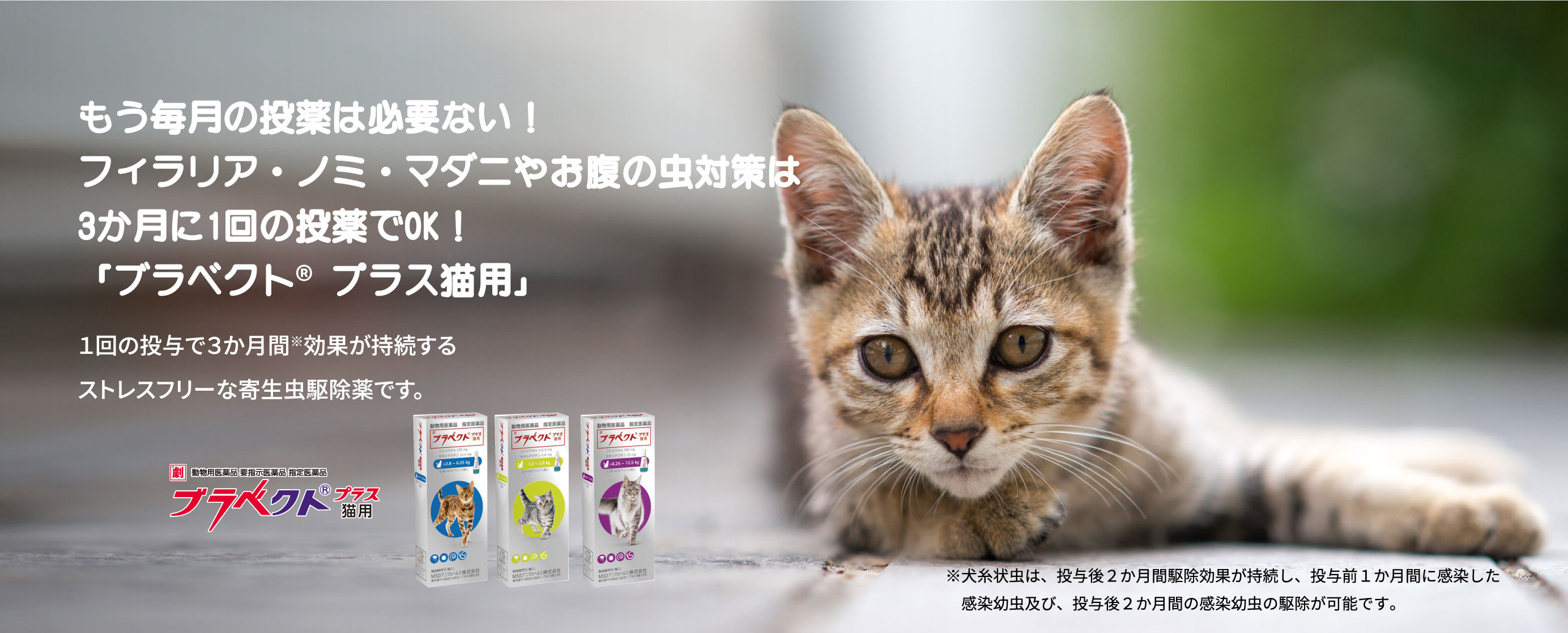 猫ノミ・猫マダニ・寄生虫対策・駆除なら3か月に1回 | ブラベクト®プラス猫用