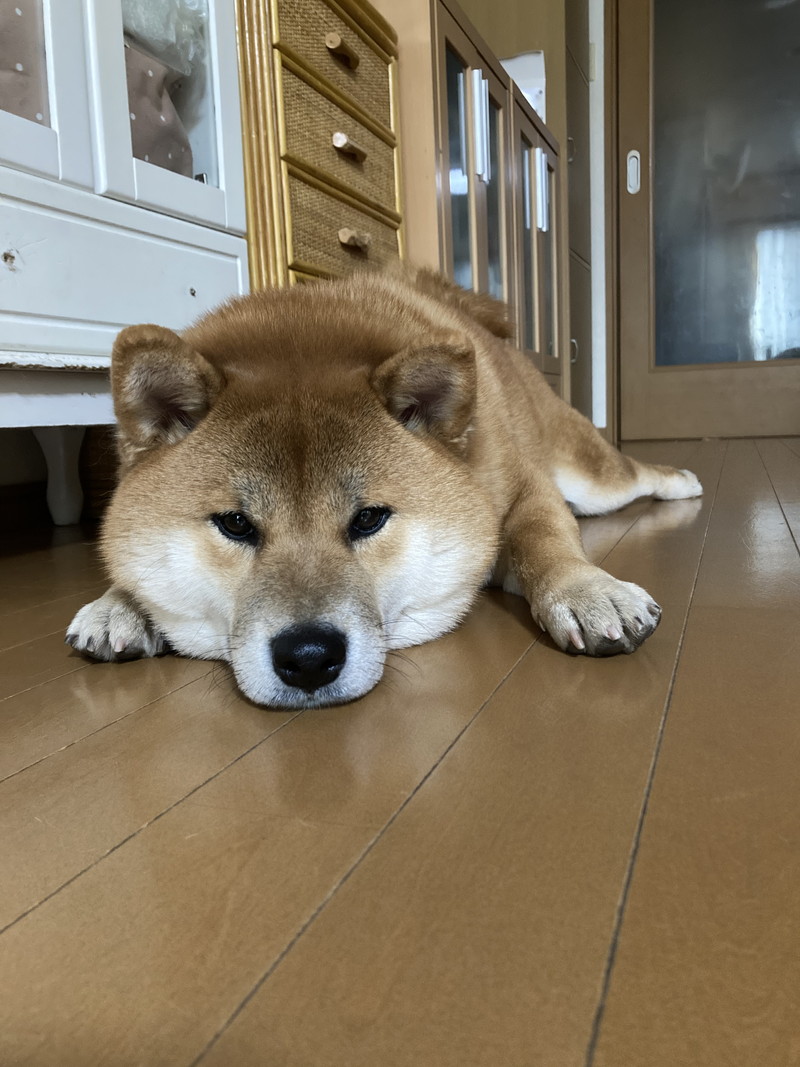 お譲り先決まりました。ヨギボーマックス 2個セット 茶色 遠し
