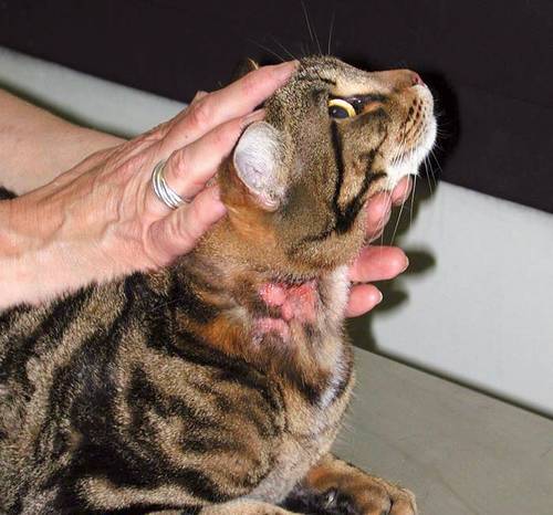 猫ノミによる皮膚炎などの症状はあなどれない 人間に症状をもたらす可能性もある ブラベクト スポット猫用