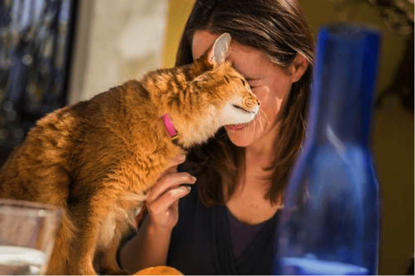 室内飼いなのになぜ猫ノミがつく 知っておきたい効果的な対策とは 猫ノミ 猫マダニ対策 駆除なら3か月に1回 ブラベクト スポット猫用