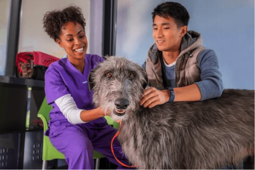 愛犬のノミ マダニの予防 対策ならコレ 犬のノミ マダニを駆除するおすすめのお薬とは 犬ノミ 犬マダニ対策 駆除なら3か月に1回 ブラベクト 犬用