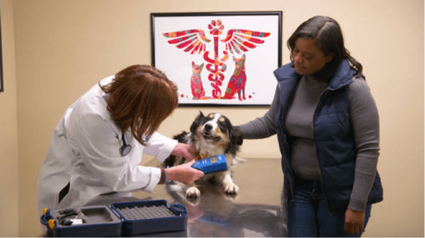 犬にマダニがついたらどうする 愛犬のマダニ駆除 対策に有効なお薬をご紹介 ブラベクト 犬用