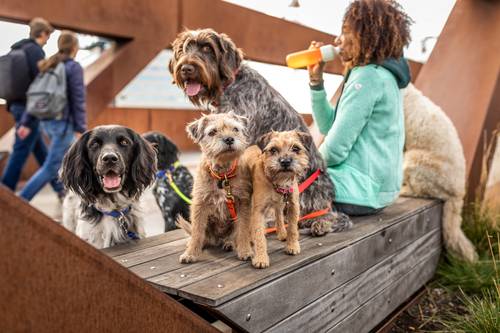 愛犬の爪の切り方とは 爪切りのおすすめの頻度や切り方のコツ 犬が嫌がる 暴れる場合の対処法などをご紹介 犬ノミ 犬マダニ対策 駆除なら3か月に1回 ブラベクト 犬用