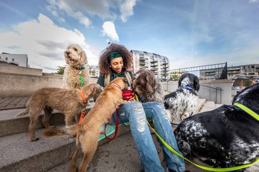 犬のしゃっくりが止まらない しゃっくりの止め方や頻度が多い場合の対処方法や病気について ブラベクト 犬用