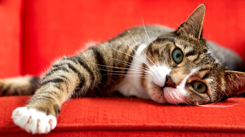 猫にもニキビができる 猫のニキビの取り方 治療 予防方法とは 猫ノミ 猫マダニ対策 駆除なら3か月に1回 ブラベクト スポット猫用