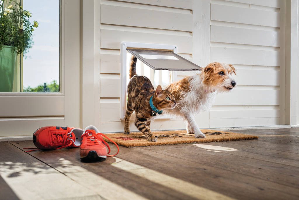 犬の口臭が気になる 犬の口が臭い場合のケア方法 対策改善の方法とは ブラベクト 犬用