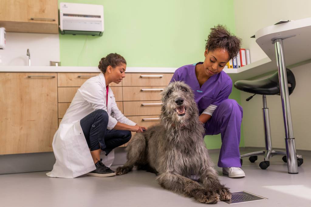 犬のしゃっくりが止まらない しゃっくりの止め方や頻度が多い場合の対処方法や病気について ブラベクト 犬用