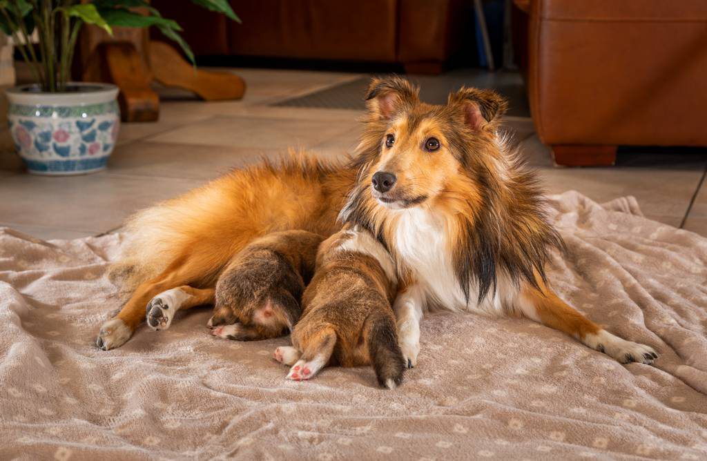 犬の口臭が気になる 犬の口が臭い場合のケア方法 対策改善の方法とは ブラベクト 犬用