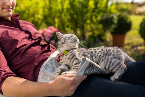 猫はなぜ またたび に興奮するのか 気になる効果や与え方の注意点とは ブラベクト スポット猫用