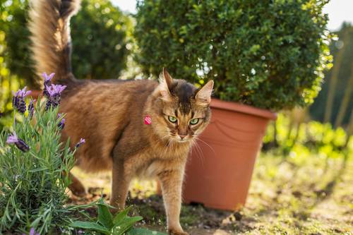 猫はなぜ「またたび」に興奮するのか？気になる効果や与え方の注意点とは