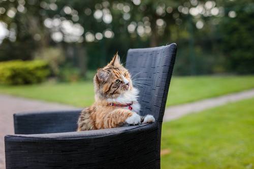 猫の妊娠はいつから 猫の妊娠の兆候や期間 出産準備などで知っておきたい基礎知識 猫ノミ 猫マダニ対策 駆除なら3か月に1回 ブラベクト スポット猫 用