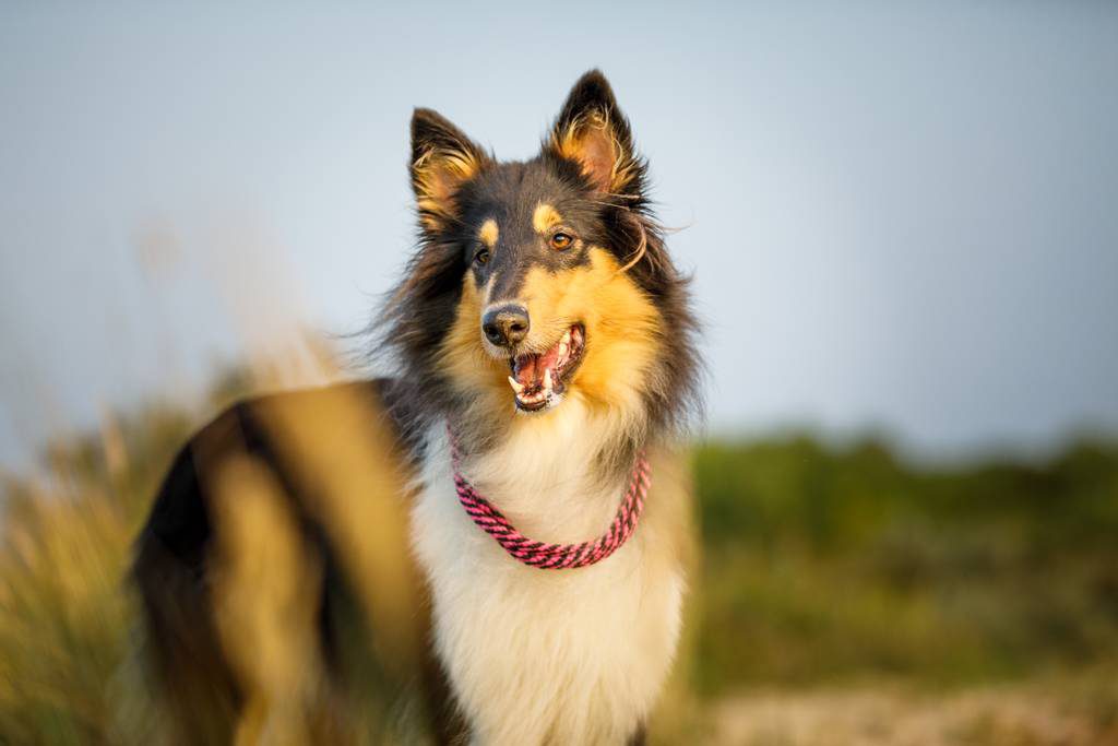 犬が痒がる時の対処方法とは 犬の痒みの原因や診断方法についてもご紹介 ブラベクト 犬用