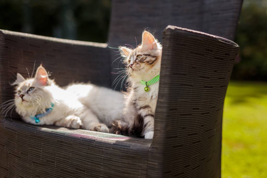 気をつけるべき猫の寄生虫とは 外部寄生虫と内部寄生虫の種類 症状 治療方法 ブラベクト スポット猫用 気をつけるべき猫の寄生虫とは 外部寄生虫と内部寄生虫の種類 症状 治療方法 ブラベクト スポット猫用