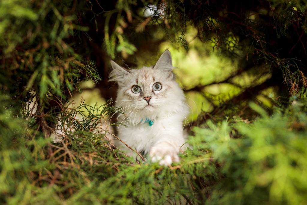 気をつけるべき猫の寄生虫とは 外部寄生虫と内部寄生虫の種類 症状 治療方法 ブラベクト スポット猫用 気をつけるべき猫の寄生虫とは 外部寄生虫と内部寄生虫の種類 症状 治療方法 ブラベクト スポット猫用