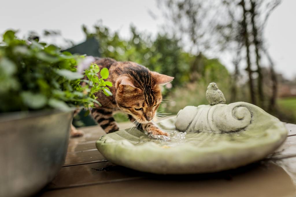 猫の耳ダニ症 耳疥癬 とは 治療方法や正しい耳掃除の方法もご紹介 ブラベクト スポット猫用