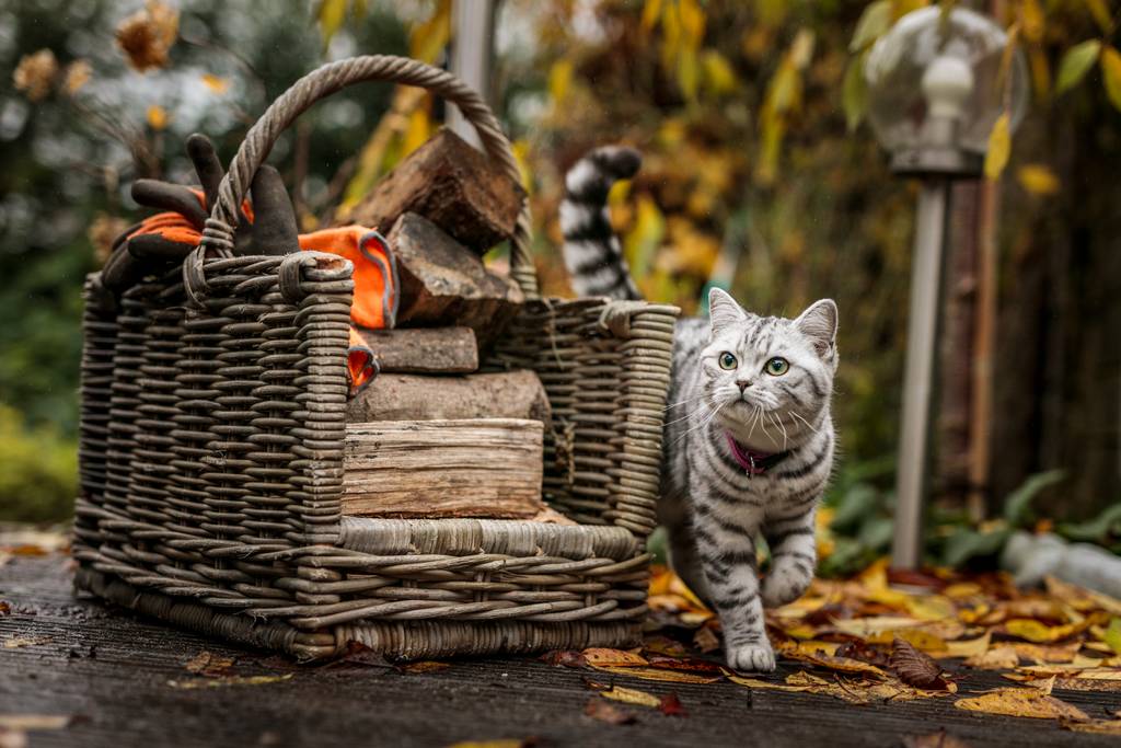 猫にノミがいるか調べる方法とは ノミがいた場合の駆除方法などについても解説 ブラベクト スポット猫用