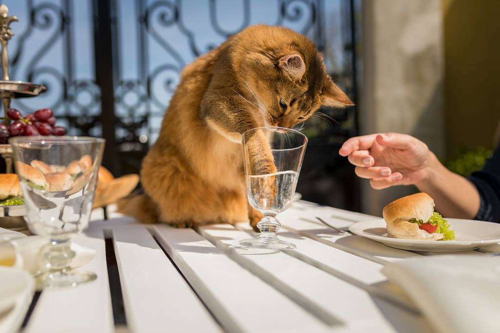 猫の耳ダニ症 耳疥癬 とは 治療方法や正しい耳掃除の方法もご紹介 ブラベクト スポット猫用