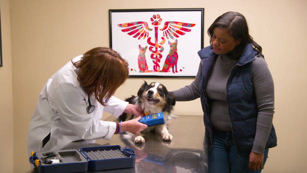 犬のノミダニ対策の薬に副作用はある ノミダニ駆除薬は動物病院で処方を受けよう ブラベクト 犬用