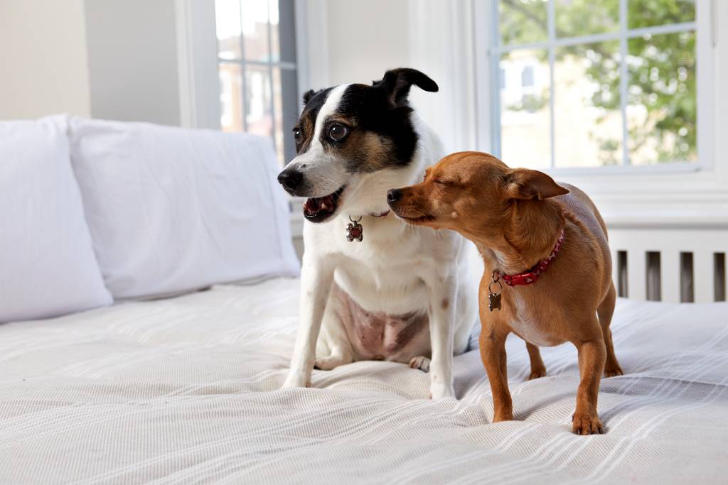 犬の皮膚につく黒いカスとは 原因 対処方法などを詳しくご紹介 ブラベクト 犬用