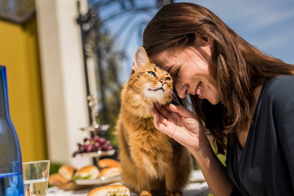 猫の下痢 便秘の症状とは 原因や治療 対策方法について解説 ブラベクト スポット猫用 猫の下痢 便秘の症状とは 原因や治療 対策方法について解説 ブラベクト スポット猫用
