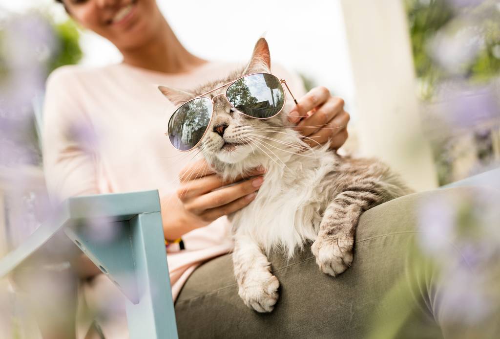 しぐさや行動でわかる？猫の気持ちを読み解く方法を徹底解説