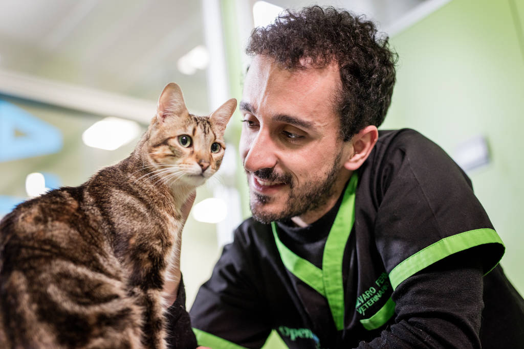 しぐさや行動でわかる 猫の気持ちを読み解く方法を徹底解説 ブラベクト スポット猫用 しぐさや行動でわかる 猫の気持ちを読み解く方法を徹底解説 ブラベクト スポット猫用
