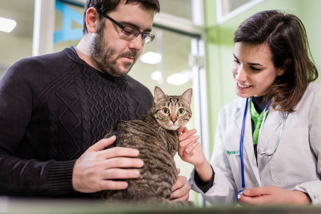 しぐさや行動でわかる 猫の気持ちを読み解く方法を徹底解説 ブラベクト スポット猫用 しぐさや行動でわかる 猫の気持ちを読み解く方法を徹底解説 ブラベクト スポット猫用