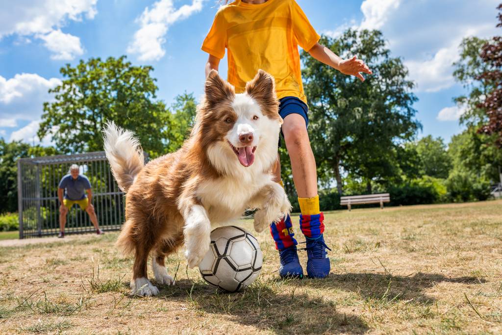 ノミとマダニの違いとは何か？犬猫や人への寄生に要注意！