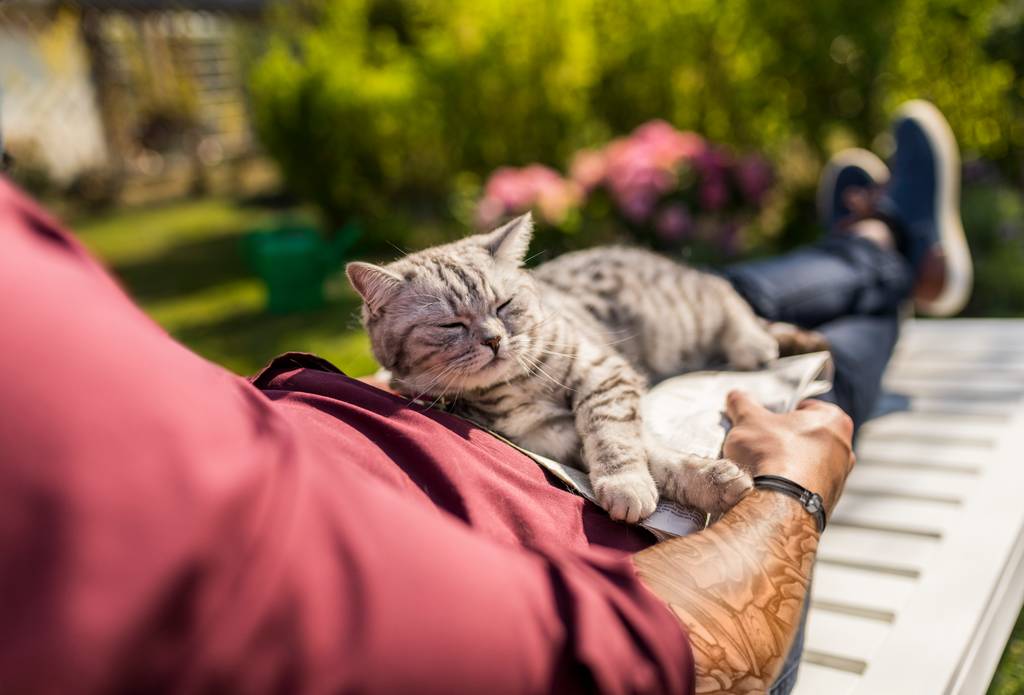 猫はなぜ またたび に興奮するのか 気になる効果や与え方の注意点とは ブラベクト スポット猫用