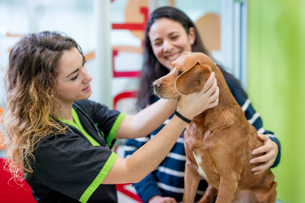 犬の寿命はどれくらい？愛犬に健康に長生きをしてもらうための秘訣とは