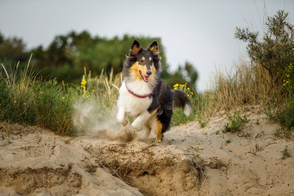 犬の下痢の原因とは？下痢の種類や症状の見分け方・治療方法を解説