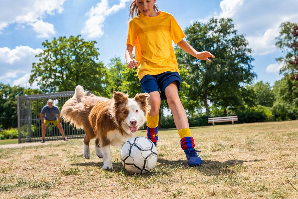 犬の病気でかかりやすいのは何？気をつけたい病気の種類をご紹介